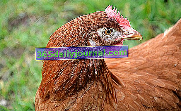 Crvena kokoš ili farma kokoši, najčešća kokoš