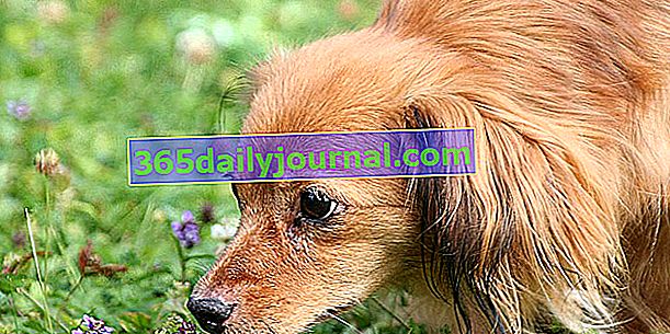 Distemper u psów: objawy, leczenie i zapobieganie