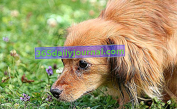 Psinka u psů: příznaky, léčba a prevence