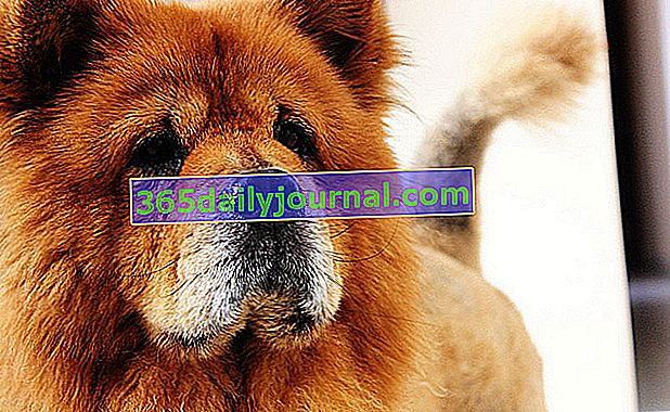 Chow-chow, pes z videzom malega leva