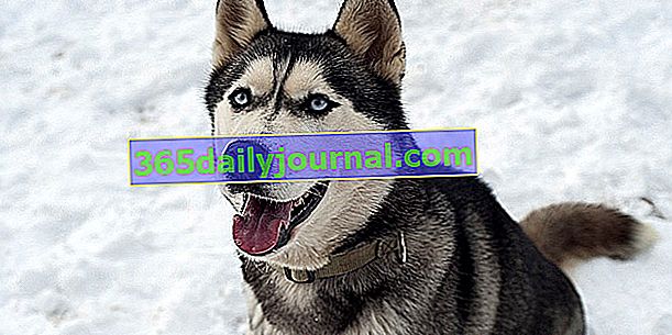 Сибирското хъски: работно куче и издръжливост