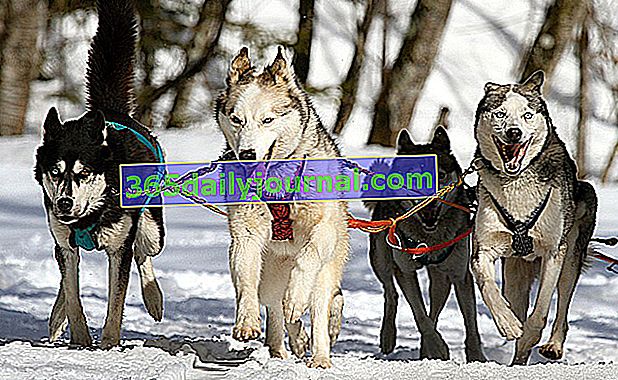 El husky siberiano, perro de trineo: carácter, alce, consejos de cría, salud