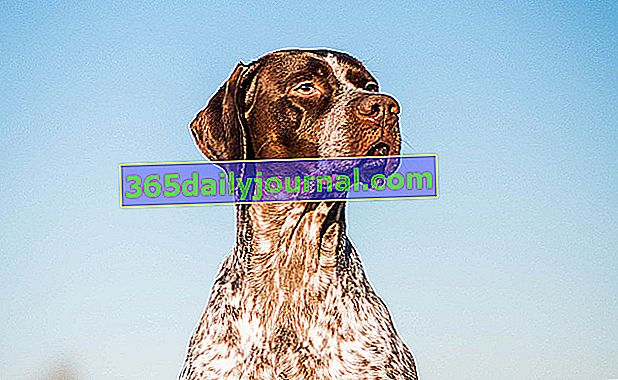 Francuski Braque, savršeni pas koji pokazuje
