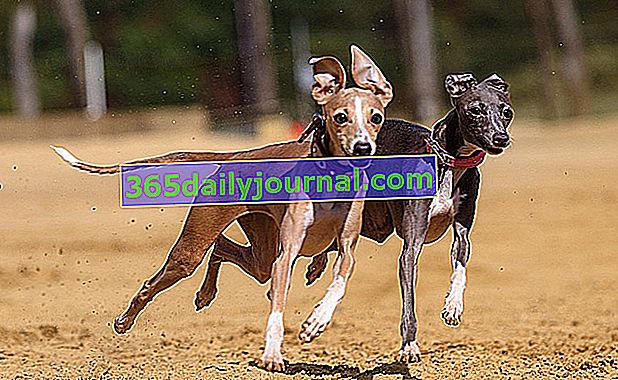 The Greyhound veya English Greyhound