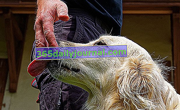 ¿Es la saliva del perro peligrosa para los humanos?