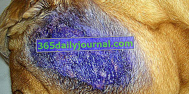 Žarišna mjesta ili piotraumatski dermatitis kod pasa