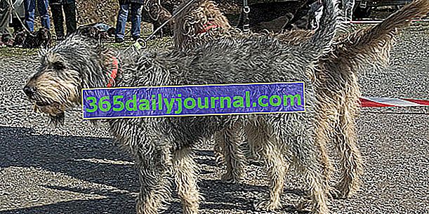 Griffon Nivernais, pes s dlouhými a chlupatými vlasy