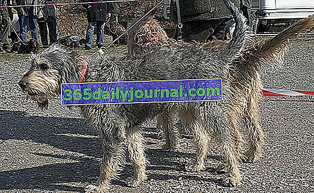 El Griffon Nivernais, perro de pelo largo y desgreñado