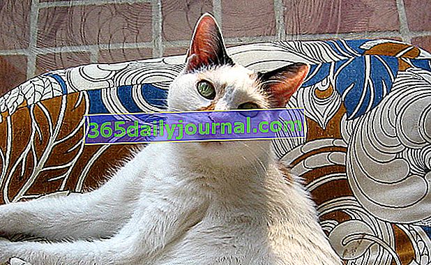 Japonský bobtail, elegantní kočka se štíhlým a svalnatým tělem
