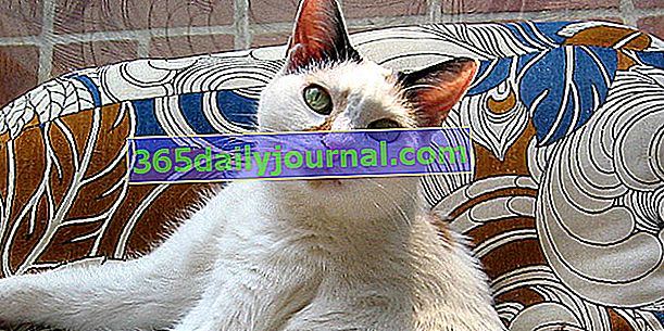 Japonský bobtail, elegantní kočka se štíhlým a svalnatým tělem