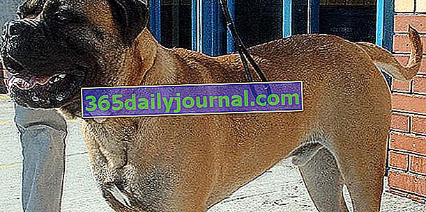 Bullmastiff, pes s impozantnou a silnou postavou