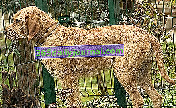 Griffon Fauve de Bretagne, pes rustikálneho vzhľadu