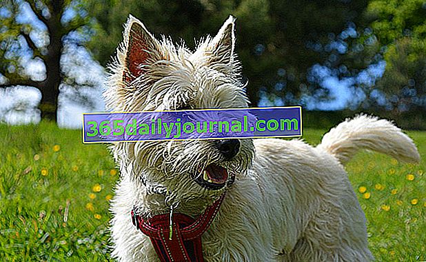 El Cairn Terrier, un perro pequeño con aspecto de felpa