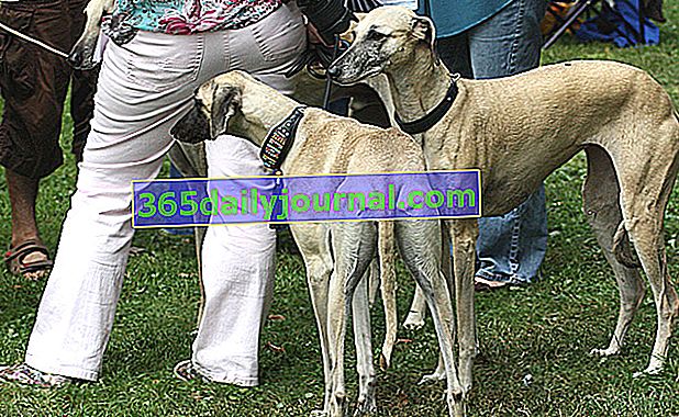 El Sloughi (Galgo árabe), perro picante y elegante