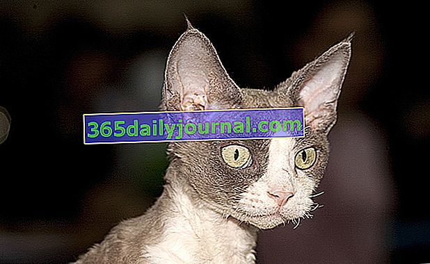 Devon Rex, netipična mačka s velikim šiljastim ušima i kovrčavom kosom