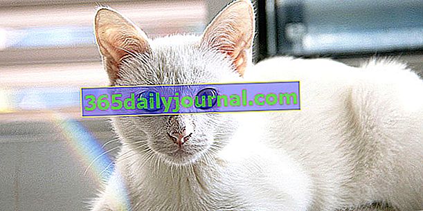 Co to jest kot albinos? Czy będzie miał jakieś problemy zdrowotne?