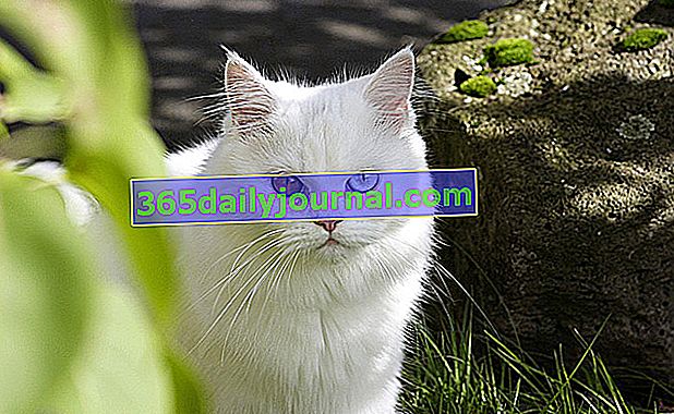 la piel del gato albino se ve fácilmente afectada por el cáncer