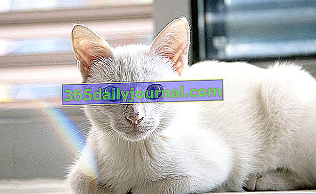 ¿Qué es un gato albino?  ¿Tendrá algún problema de salud?