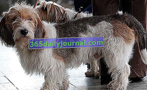 El Petit Basset Griffon Vendéen, perro valiente con un temperamento fuerte
