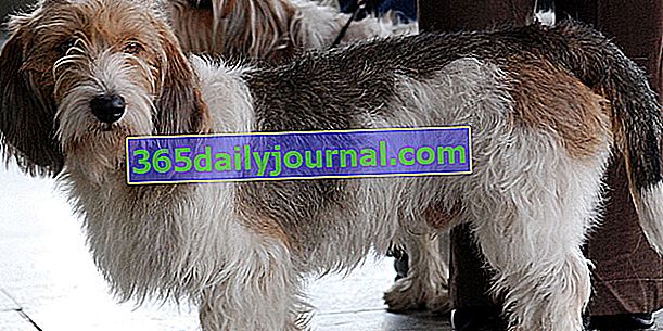 El Petit Basset Griffon Vendéen, perro valiente con un temperamento fuerte