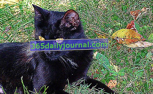 Bombajska mačka s dubokim crnim kaputom