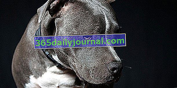 El Cane Corso: perro imponente y atlético