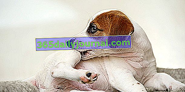 Сърбеж при кучета: възможни причини, лечение