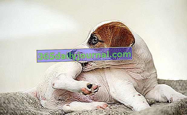 Picazón en perros: posibles causas, tratamiento