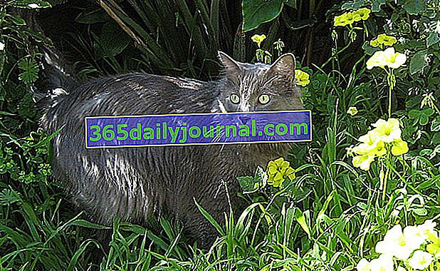 Nebelung je kočka se svalnatým tělem, ale se štíhlým a elegantním vzhledem