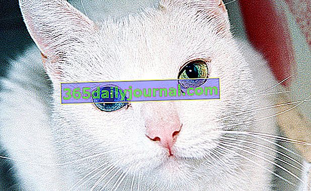 Khao Manee, mačka z belim krznom