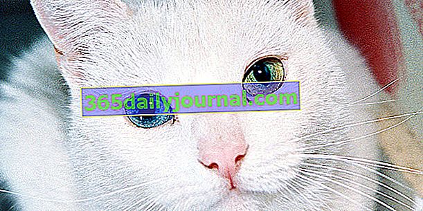 Khao Manee, kočka s bílou srstí
