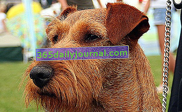 El Irish Terrier, perro de cuerpo musculoso y picante