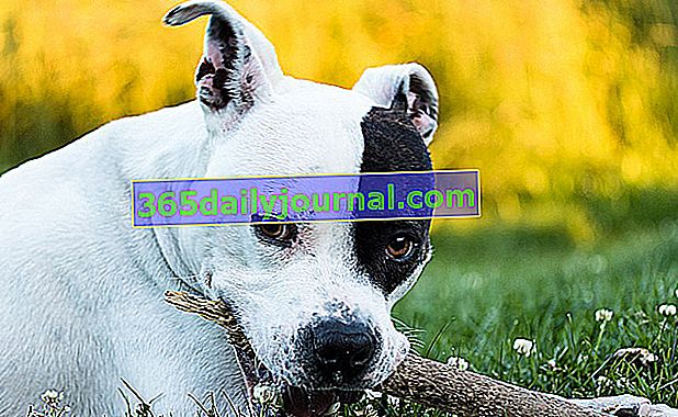 American Staffordshire Terrier o Amstaff