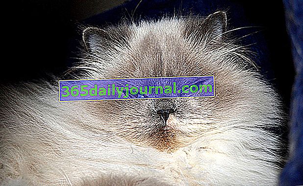 Гималайский или персидский колор пойнт, элегантный кот с шелковистой шерстью.