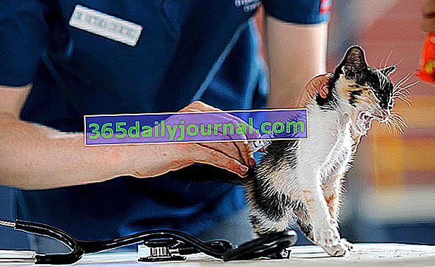 Coryza u koček: popis, příznaky, léčba a prevence