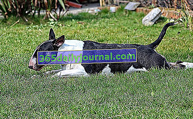 Bull terrier: skrzyżowanie buldoga angielskiego i białego teriera angielskiego