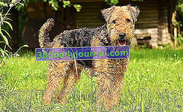Airedale Terrier първоначално е от северната част на Англия, до региона Йоркшир