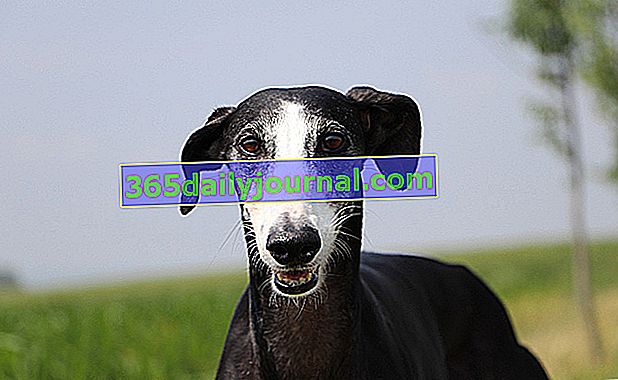 El Galgo Español (Galgo), perro de cuerpo delgado, magro y flexible