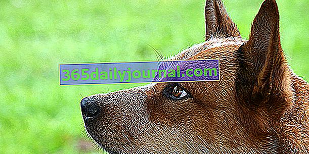 El Kelpie australiano, perro pastor atlético y musculoso