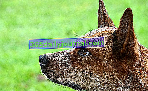 Австралийският келпи, атлетично и мускулесто овчарско куче