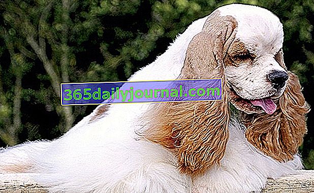 El Cocker Spaniel Americano, perro elegante, sociable y feliz