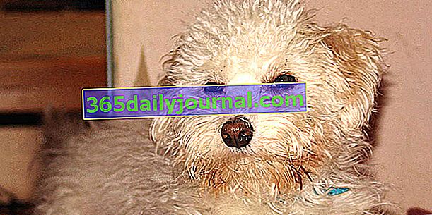 Bichon Bolonais, sevimli bir görünüme sahip zarif bir köpek