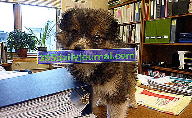 Husky ve Cüce Spitz'in geçişinden küçük bir köpek olan Pomsky