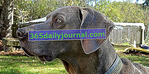 Braques, атлетични кучета: характеристики и основни породи