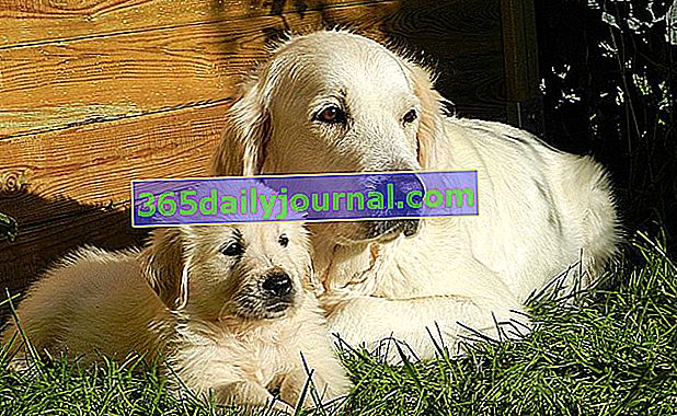 Dewormer pre psy a šteniatka: prečo odčervovať svoje zviera?