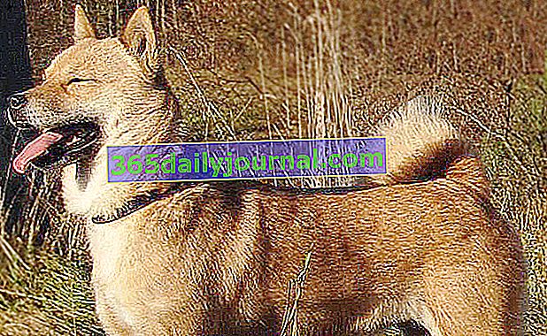 Hokkaiddo Ken, vzácny stredne veľký pes