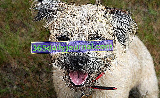 El Border Terrier es una raza antigua originaria de Escocia.