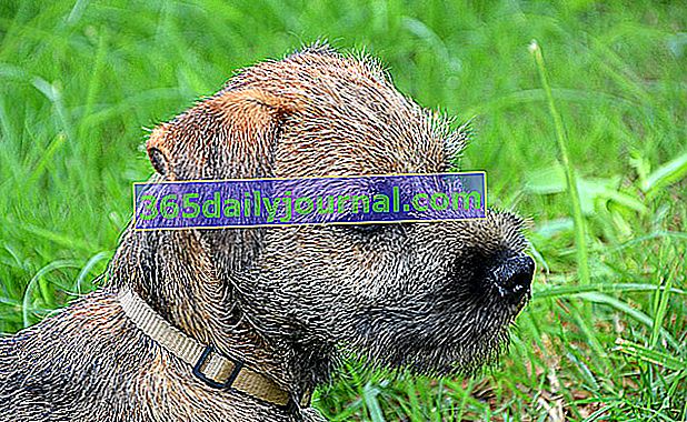Граничният териер, куче с телена коса с изразителен поглед