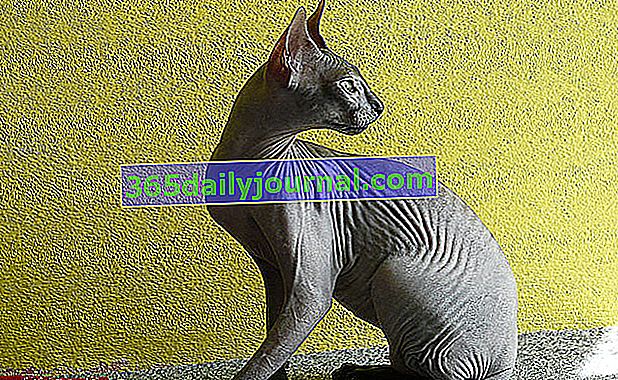 Donskoy je jednou z mačiek, ako napríklad Sphynx, ktorá sa veľmi potí