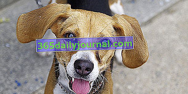 Бігль-Харрієр, собака з мускулистим і рухливим тілом
